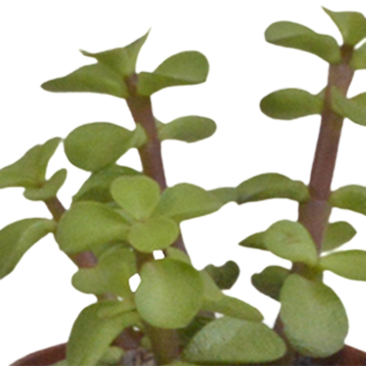 mix: 5 Vetplanten 5.5 cm - 5x - zonder pot