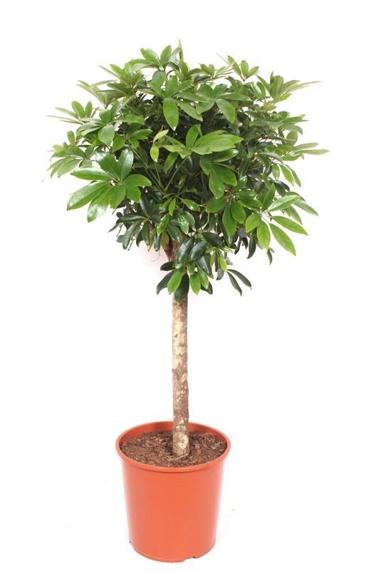 Schefflera on a stem - 150 cm