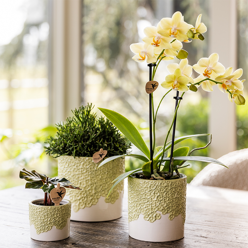 Combo: Kolibri Company | Bloom sierpot groen – set 6 cm + 9 cm + 12 cm