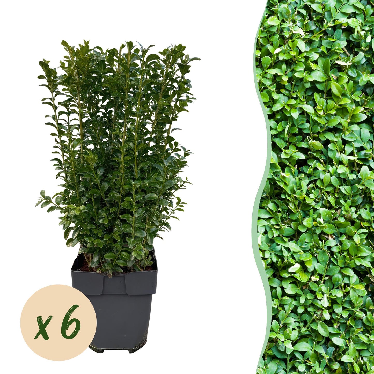 Buxus sempervirens -  blad groen - 6 planten - 1 strekkende meter - groenblijvend - pot 17cm hoogte 45cm