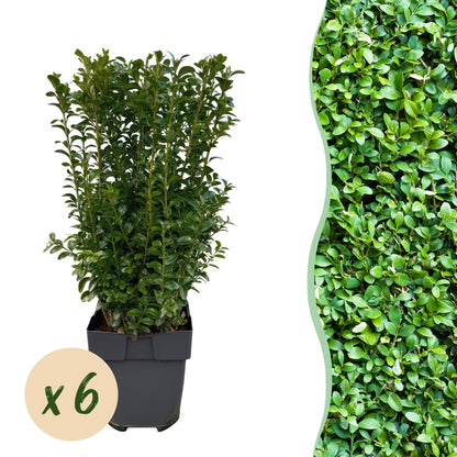 Buxus sempervirens -  blad groen - 6 planten - 1 strekkende meter - groenblijvend - pot 17cm hoogte 45cm