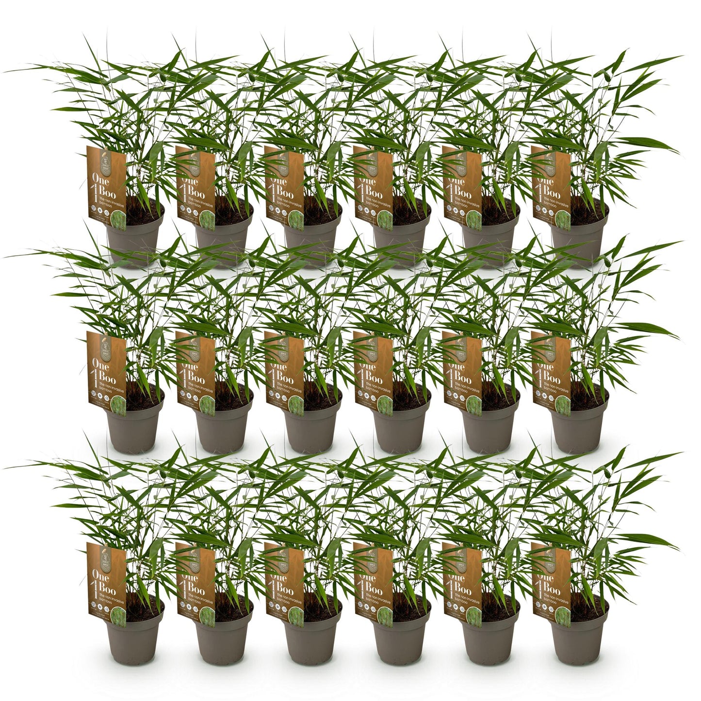 Bamboe: Fargesia Asian Wonder(18 Planten)