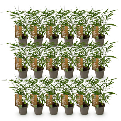 Bamboe: Fargesia Asian Wonder(18 Planten)