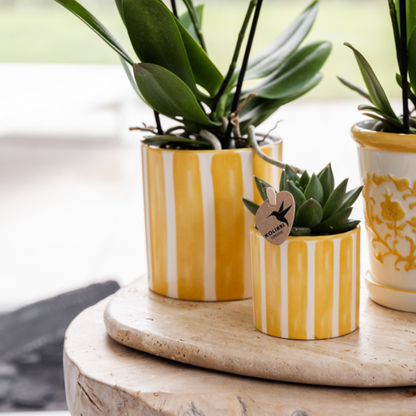 Giftset: Mediterranean Sunset