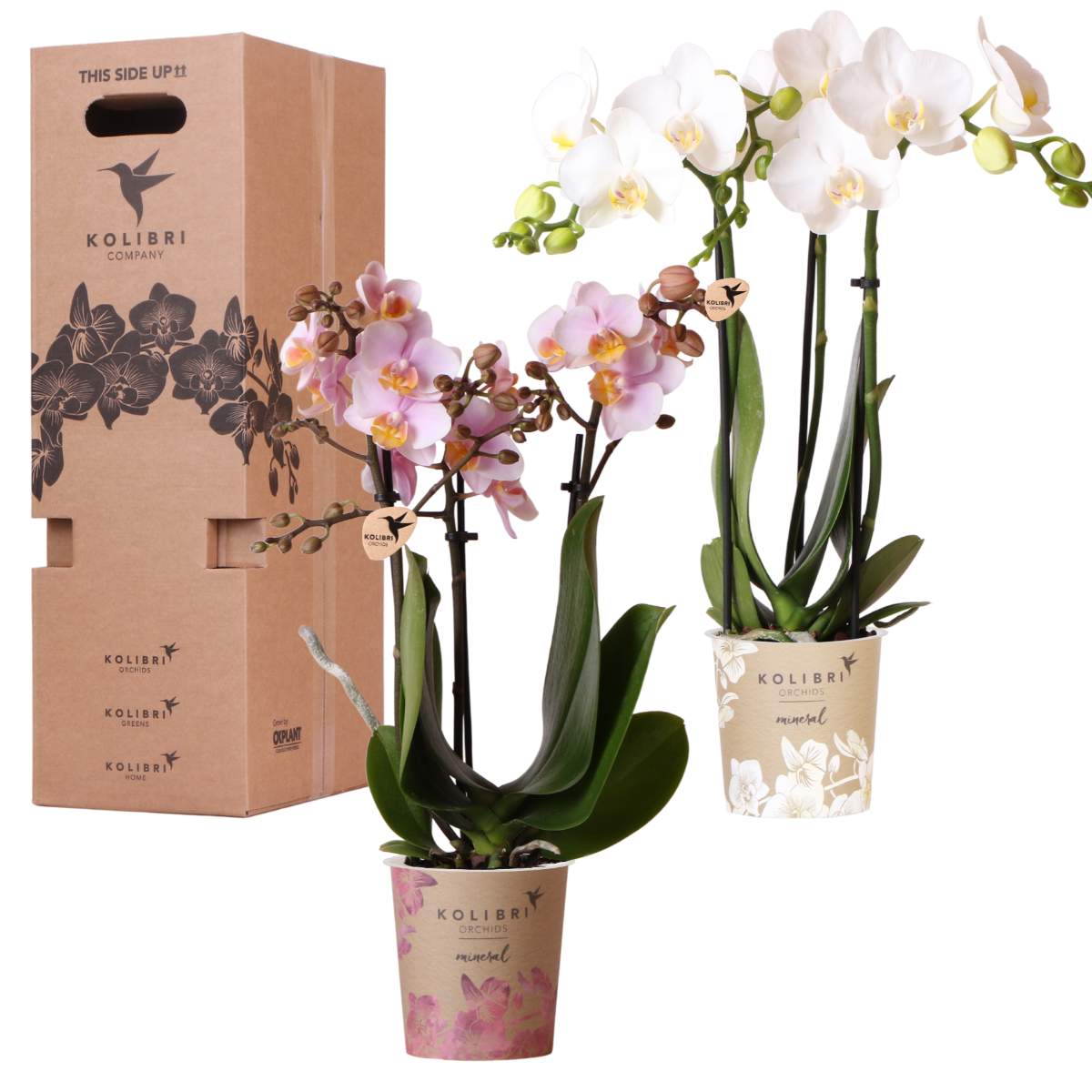 Surprise-box: 2 orchideeën