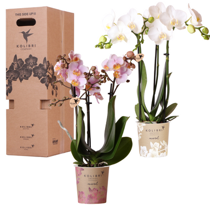 Surprise-box: 2 orchideeën