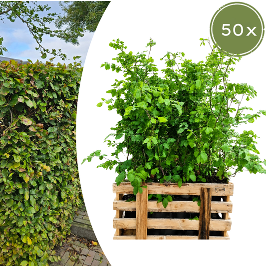 Palletdeal: Fagus sylvatica (50 stuks)