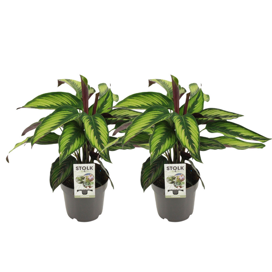 Set: Calathea Majestica Princeps - 2 stuks - Ø14cm - ↕45cm
