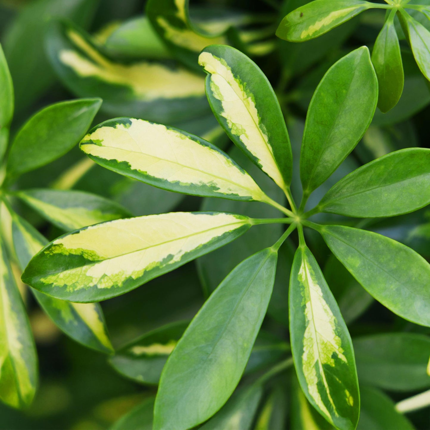 Combo: Schefflera Gold Capella (Pot Grijs)