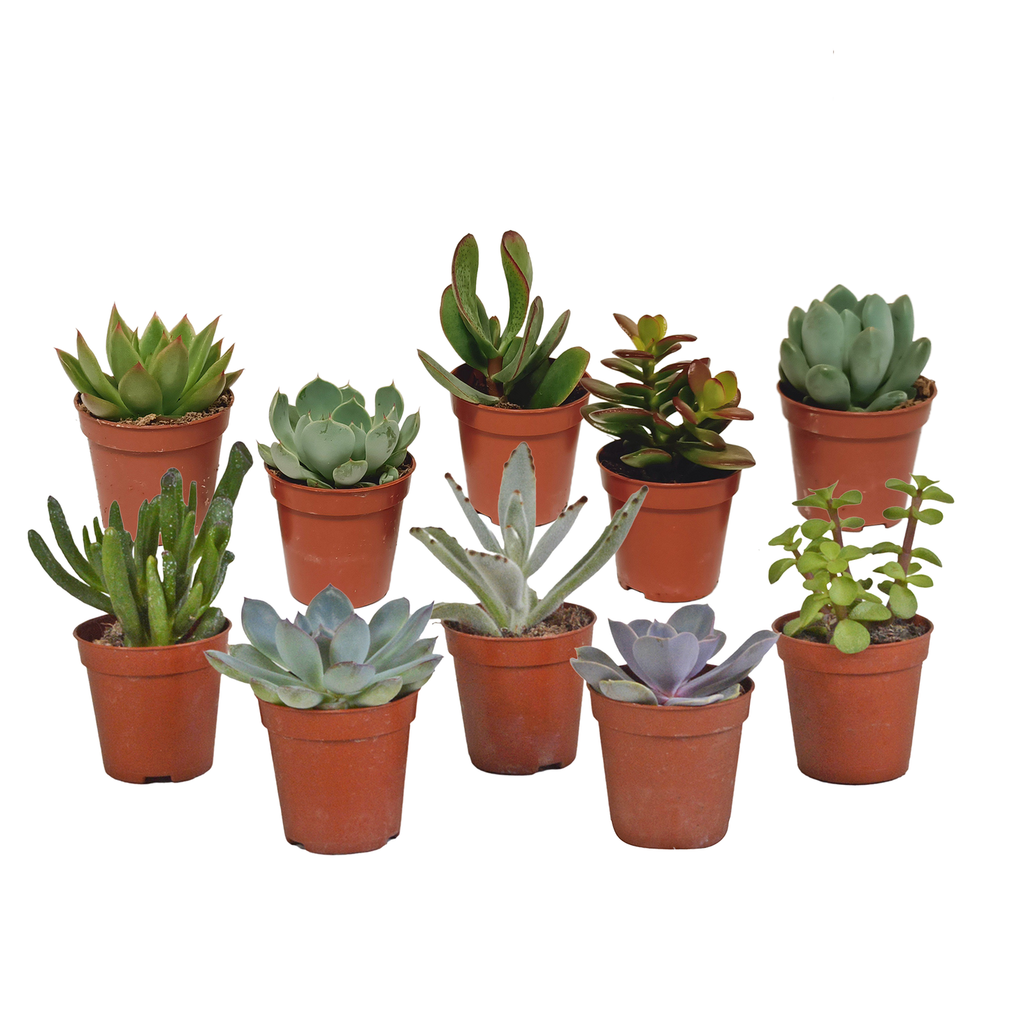 Mix: 10 Vetplanten 5.5 cm zonder pot