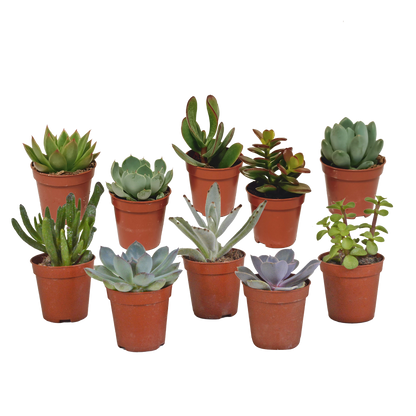 Mix: 10 Vetplanten 5.5 cm zonder pot