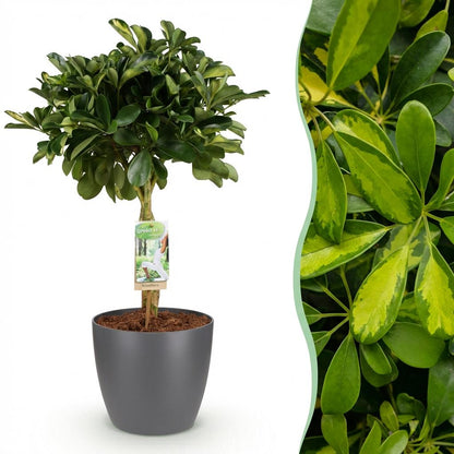 Combo: Schefflera Gold Capella (Pot Grijs)