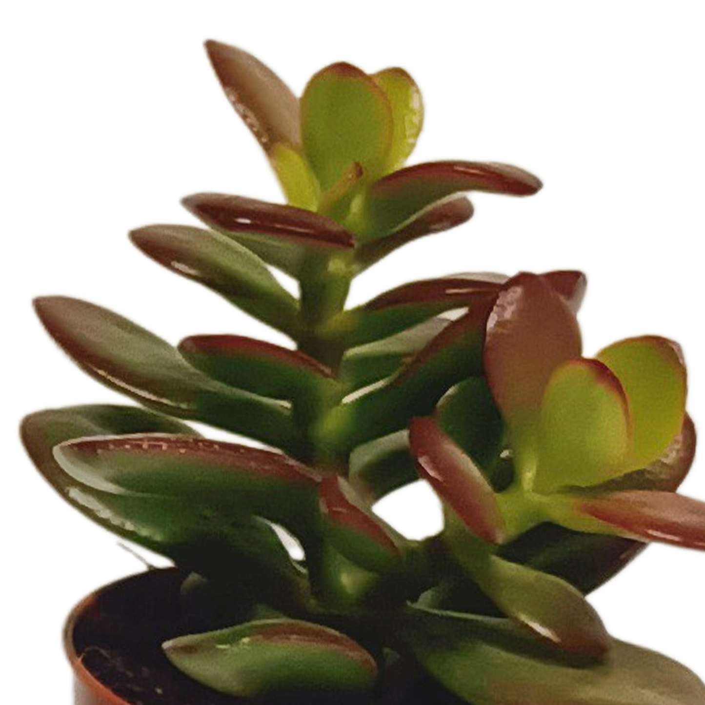 Mix: 10 Vetplanten 5.5 cm zonder pot