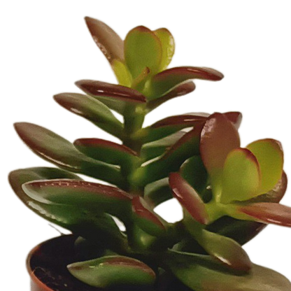 Mix: 10 Vetplanten 5.5 cm zonder pot