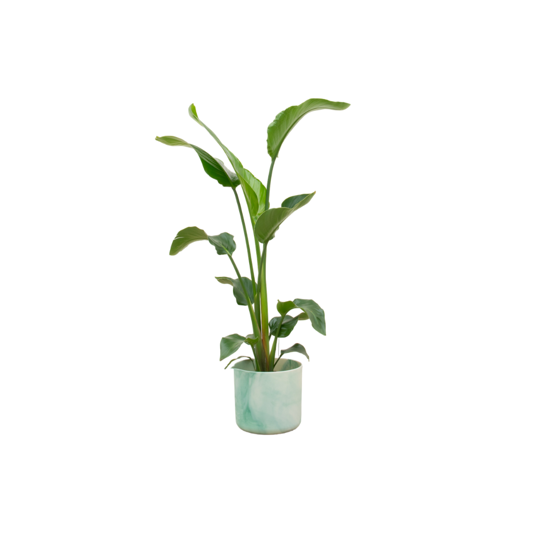 Combo: Strelitzia Nicolai (Ocean Round Pacific Green)