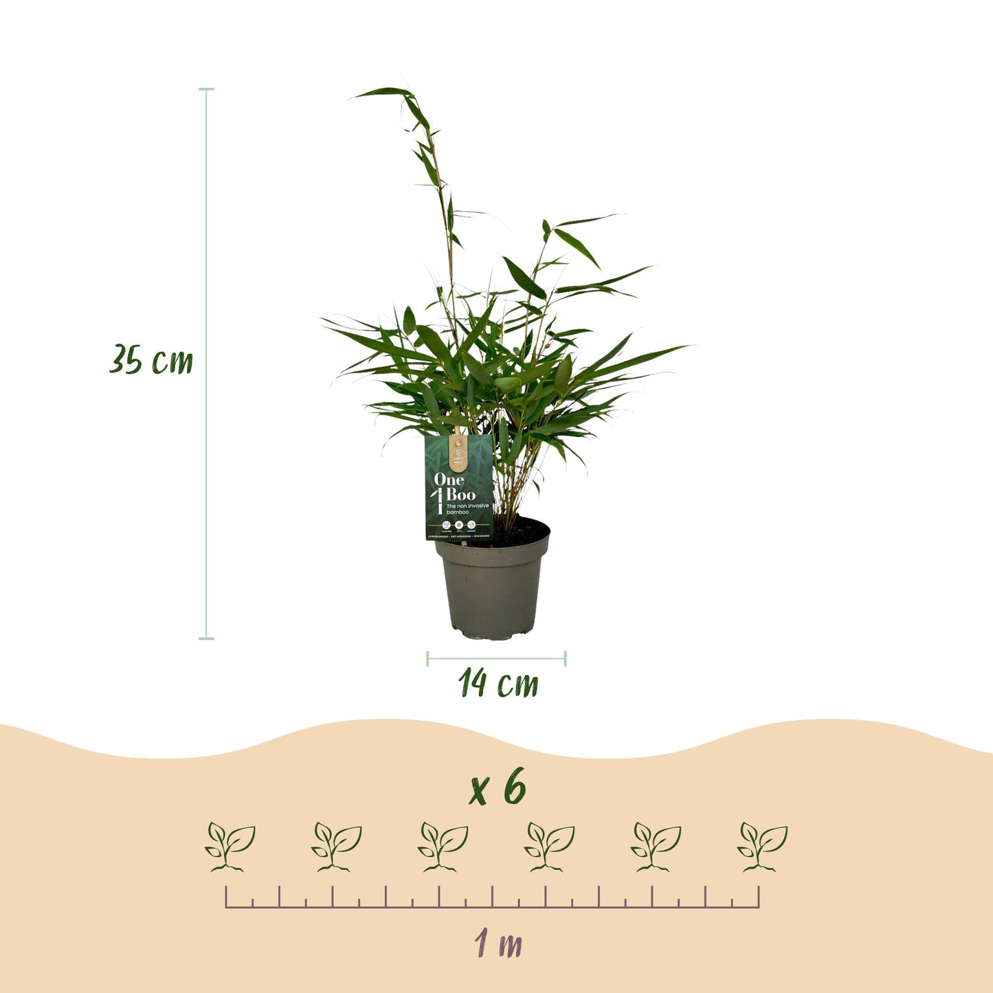 Bamboe: Fargesia robusta Pingwu (6 Planten)