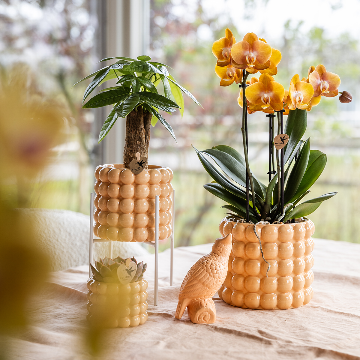 Combo: Niagara Falls orchidee (Poppy sierpot peach)