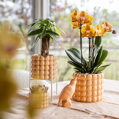 Combo: Niagara Falls orchidee (Poppy sierpot peach)