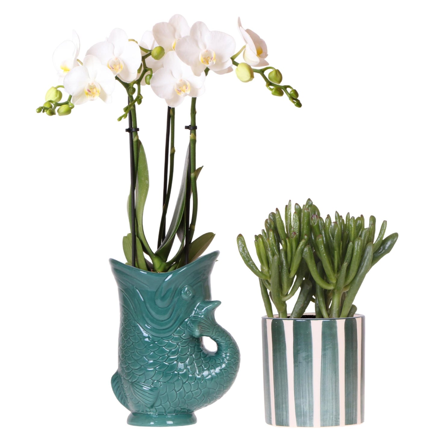 Set: Witte Amabilis (Fish pot groen) + succulent (Painted Stripe pot groen)