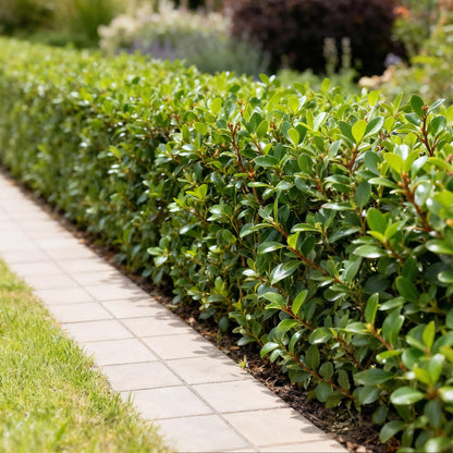 Ilex crenata Caroline Upright - Blad Groen - 8 Planten - 1 Strekkende Meter - Groenblijvend - Pot 9cm Hoogte 25-30cm