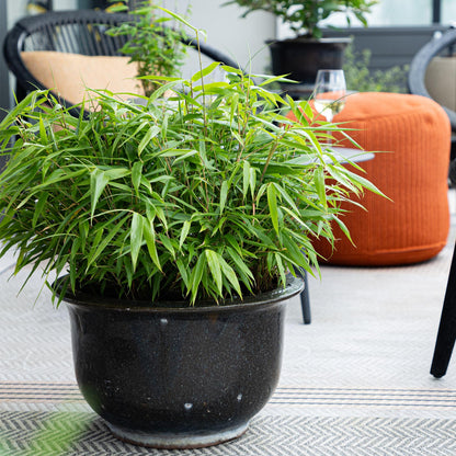 Bamboe: Fargesia Rufa (6 Planten)