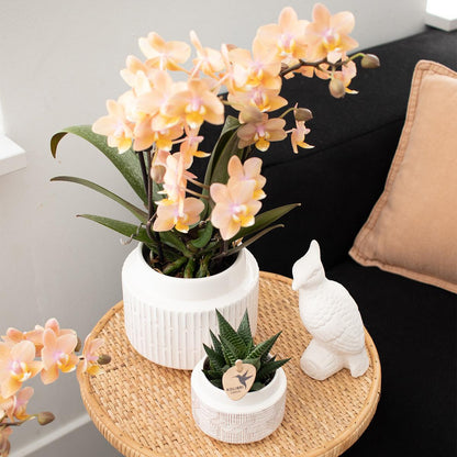 Surprise-box: 4 orchideeën