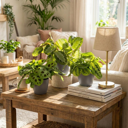 3 huisdiervriendelijke planten