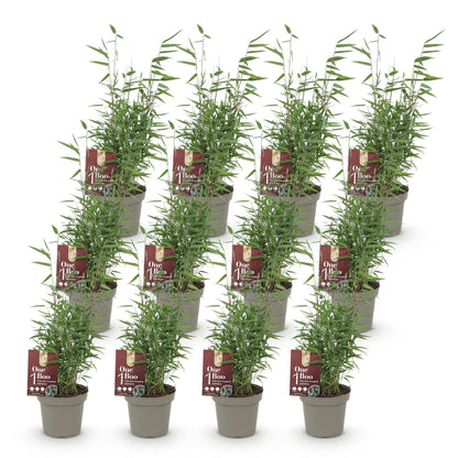 Bamboe: Fargesia Red Dragon (12 Planten)