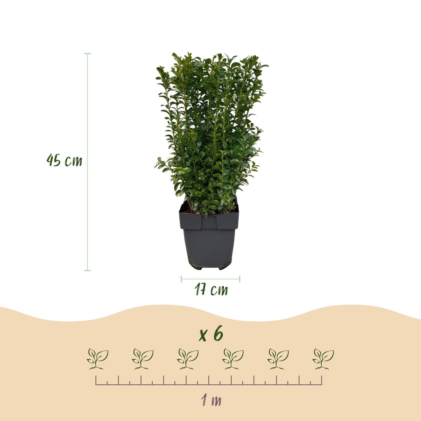 Buxus sempervirens -  blad groen - 6 planten - 1 strekkende meter - groenblijvend - pot 17cm hoogte 45cm