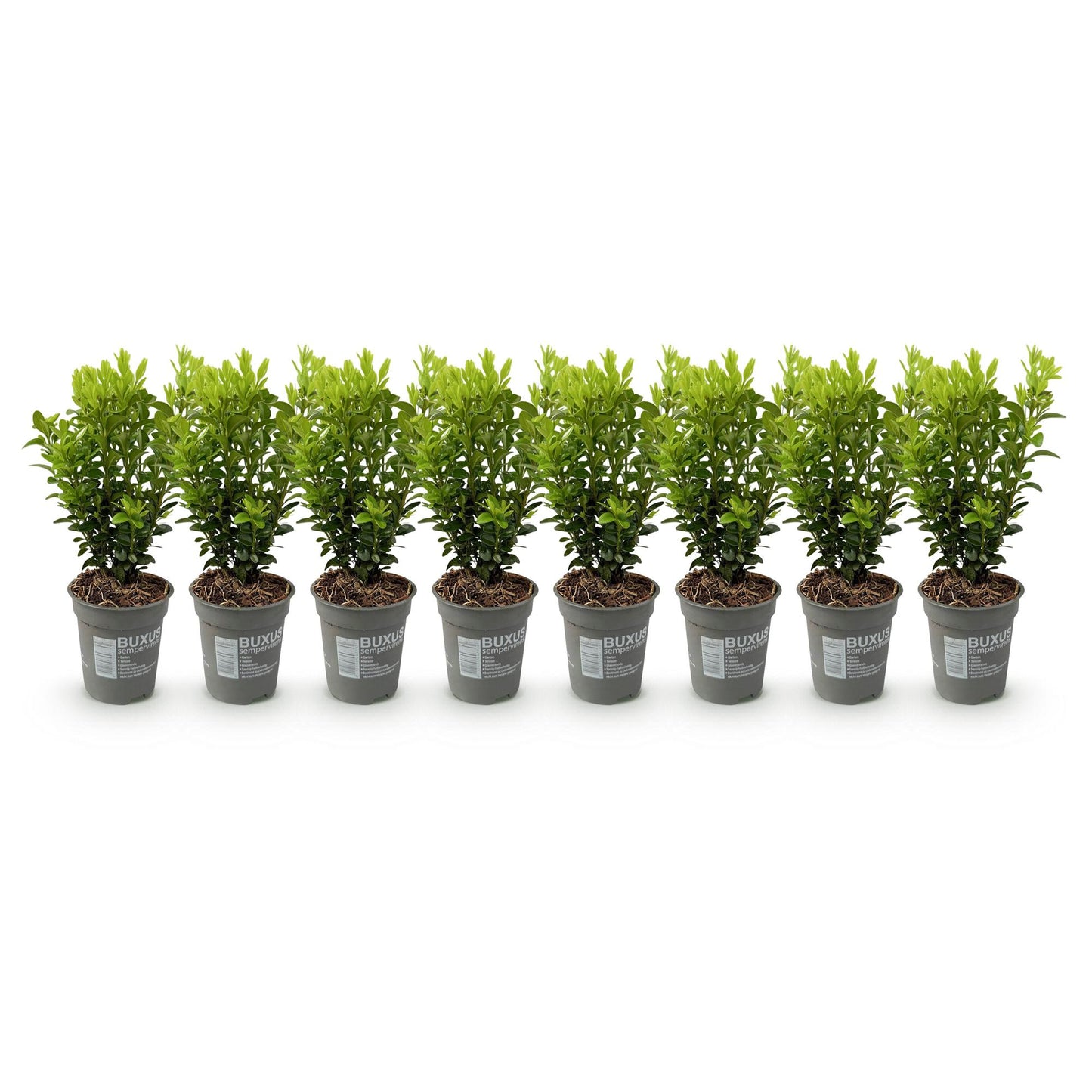 Buxus sempervirens -  blad groen - 8 planten - 1 strekkende meter - groenblijvend - pot 9cm hoogte 20-25cm