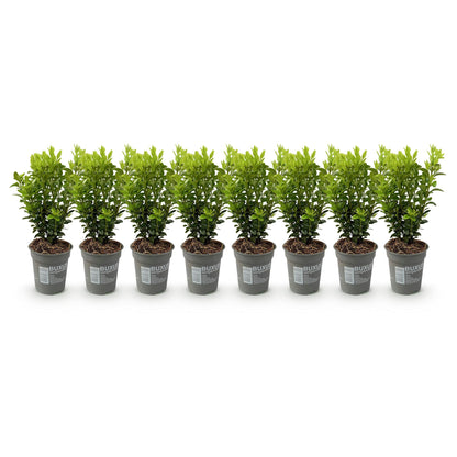 Buxus sempervirens -  blad groen - 8 planten - 1 strekkende meter - groenblijvend - pot 9cm hoogte 20-25cm