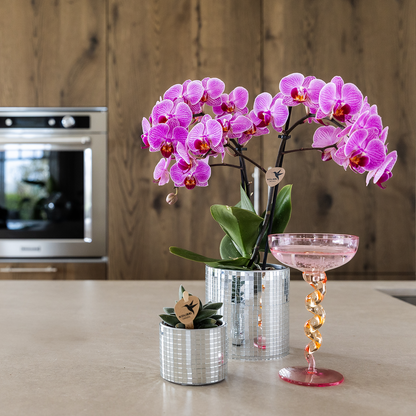 Combo: Paarse Vienna orchidee (Disco sierpot)