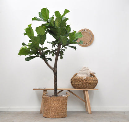 Basket Jack (D30xH27)