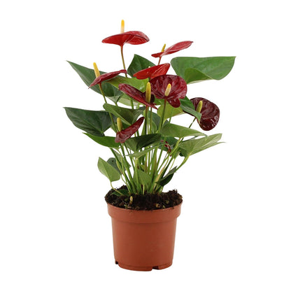 Anthurium Calon - Ø12cm - ↕36cm
