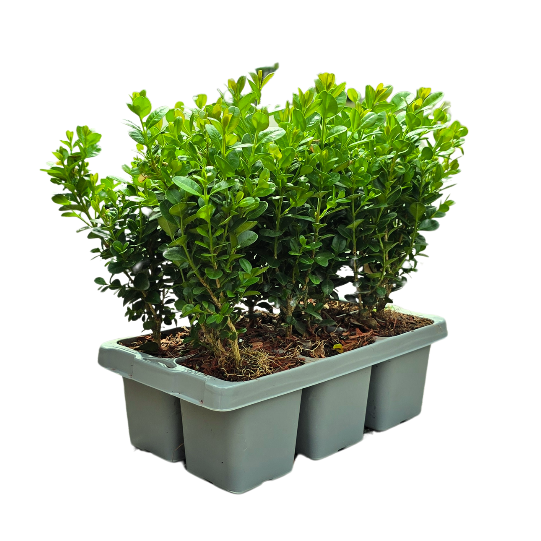 2 x 6-Pack Buxus NewGen Freedom – Winterharde Groenblijvende Struiken 12 x Ø7 cm - ↕15 cm