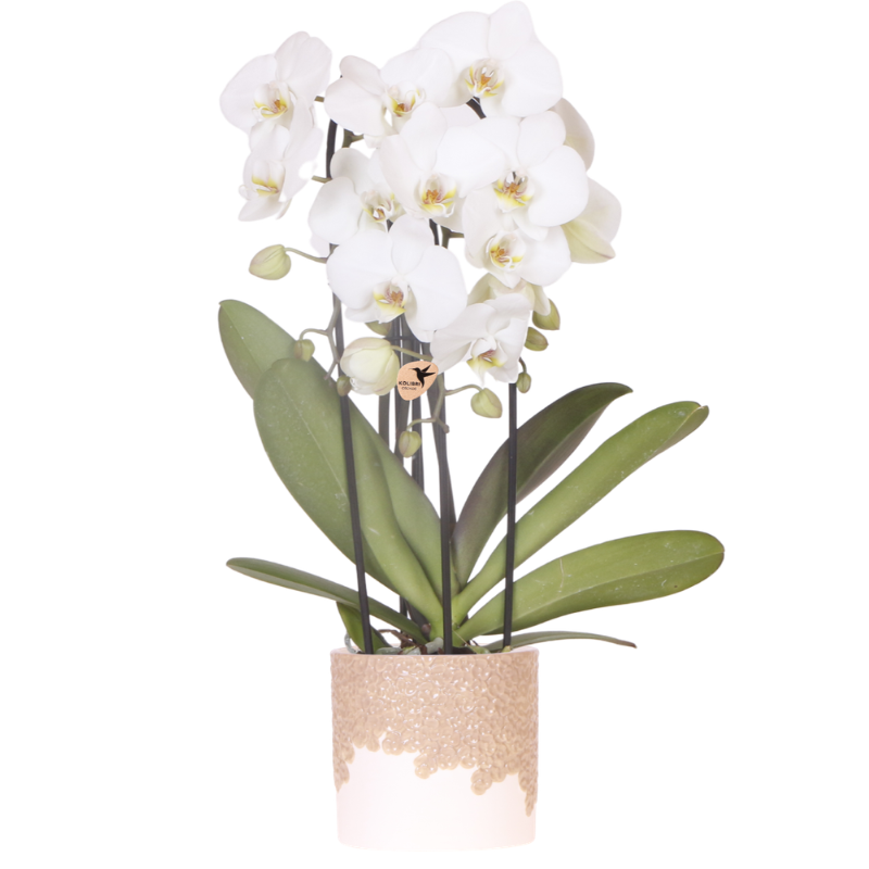 Combo: Witte Niagara Falls orchidee (Bloom sand sierpot)