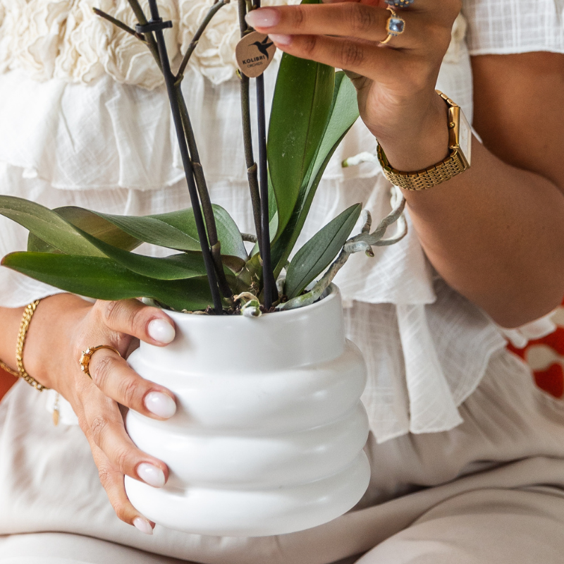 Giftset: Large White