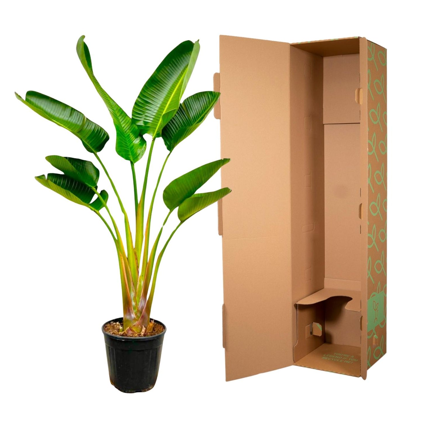 Strelitzia Augusta - 160 cm - Ø21-24cm