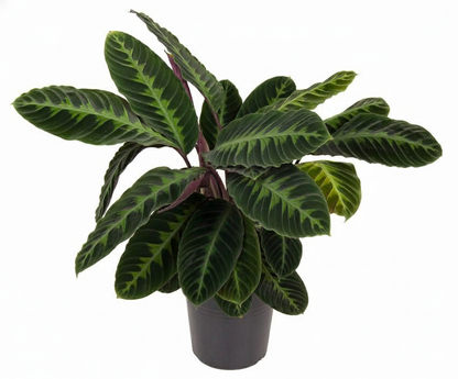 Calathea Warscewiczii - 90 cm - Ø21cm