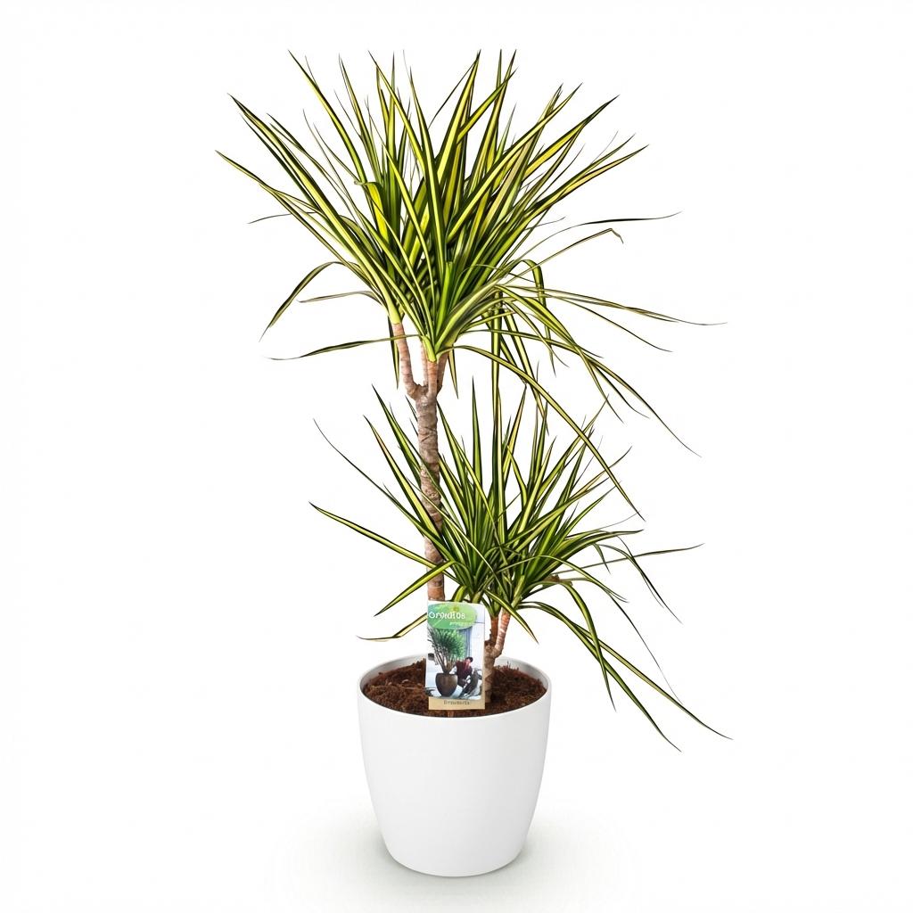Dracaena Sunray in witte Pot. Hoogte 90-100cm