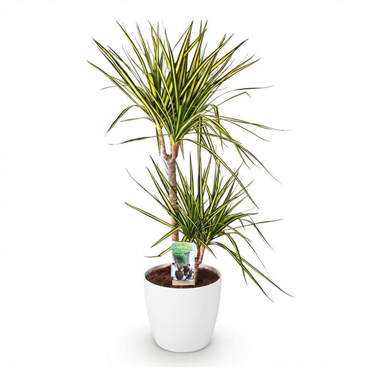 Dracaena Sunray in witte Pot. Hoogte 90-100cm
