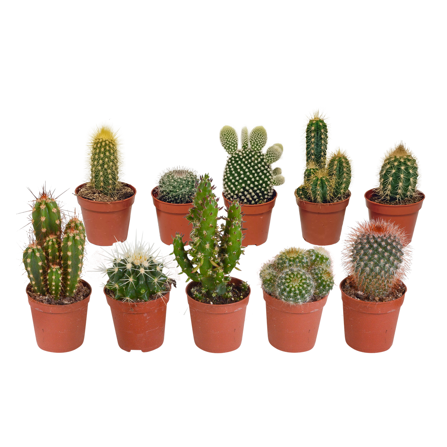 Mix: 10 Cacti 5.5 cm - zonder pot