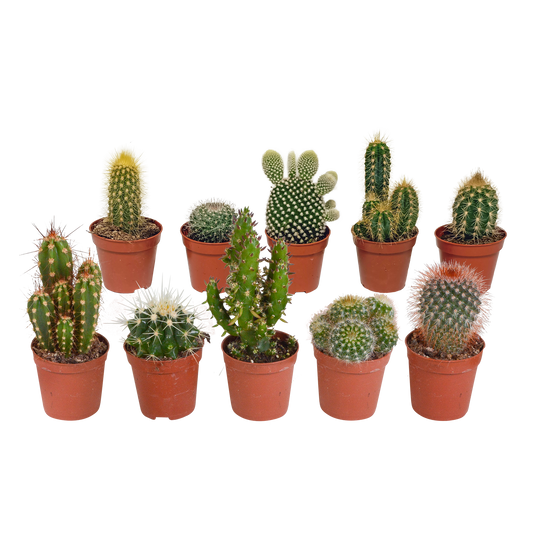 Mix: 10 Cacti 5.5 cm - zonder pot