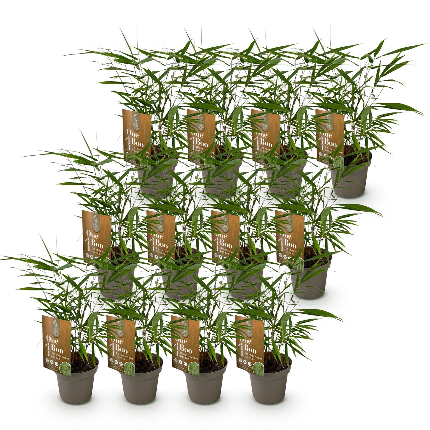 Bamboe: Fargesia Asian Wonder(12 Planten)