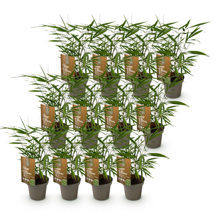 Bamboe: Fargesia Asian Wonder(12 Planten)