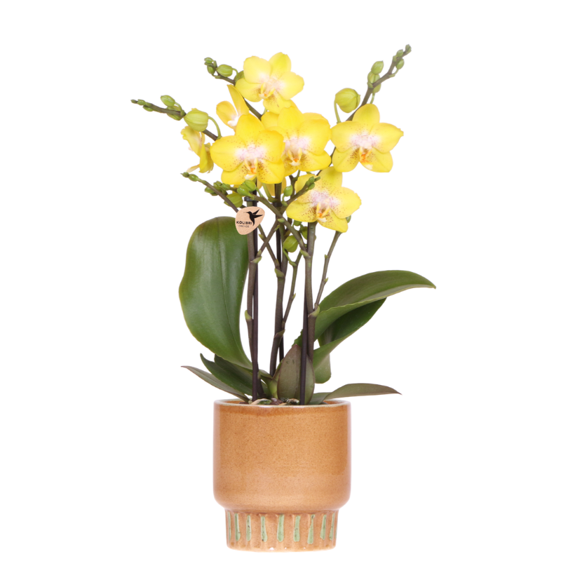 Combo: Gele Albenga orchidee (Bold Cognac sierpot)