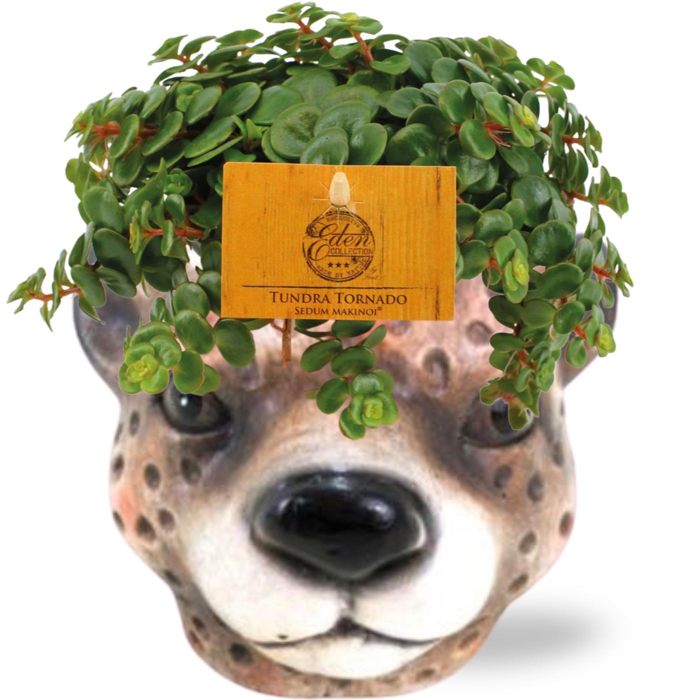 Combo: Sedum Tornado (Leopard)