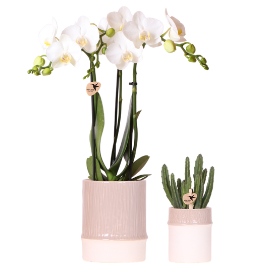 Set: Witte Amabilis orchidee Ø9cm + groene plant incl. keramieken sierpotten