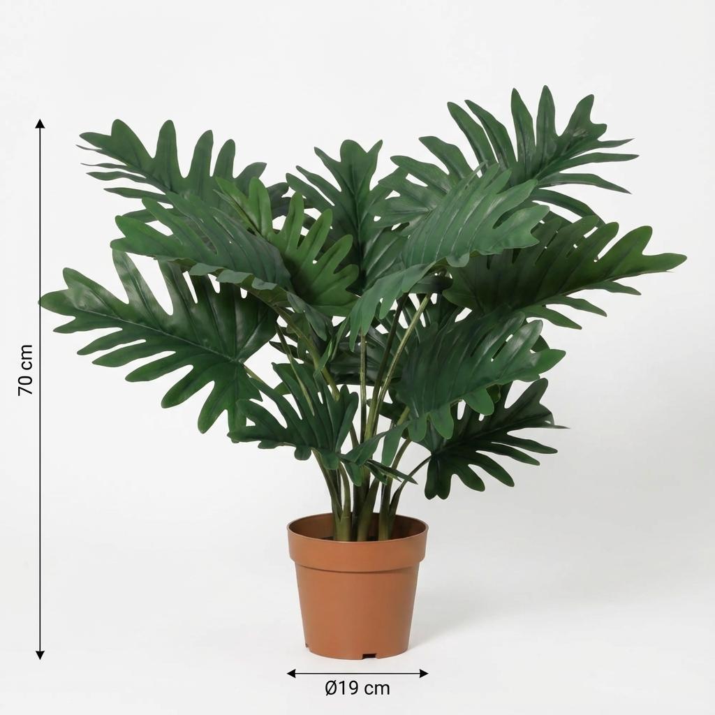 Philodendron Selloum