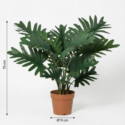 Philodendron Selloum